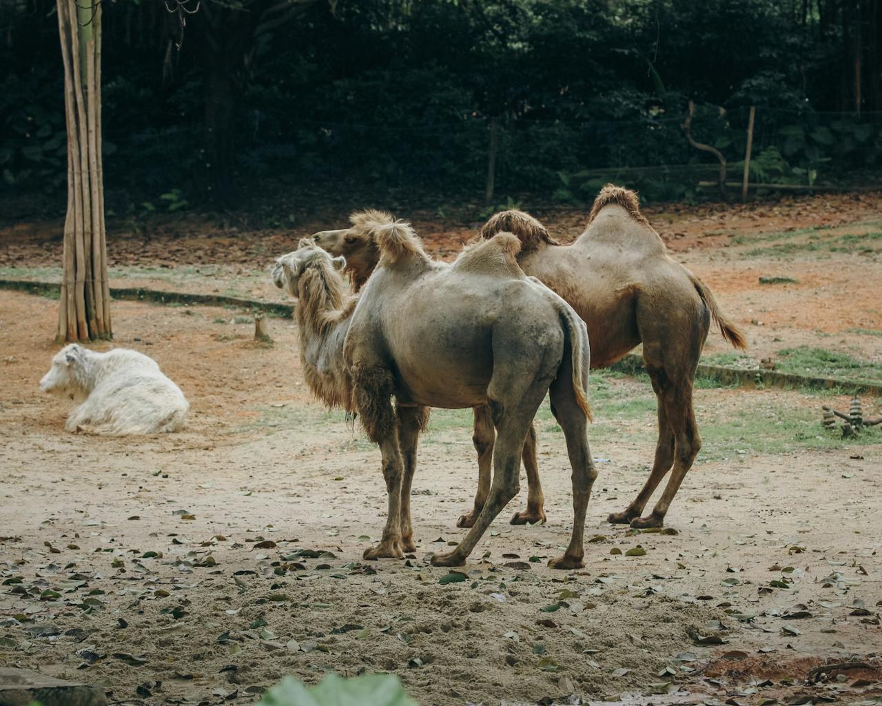Two Bactrian camels and a resting sheep in an outdoor zoo setting.