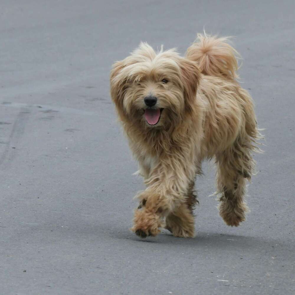 A joyful fluffy dog walks energetically on an urban street, displaying a playful demeanor.