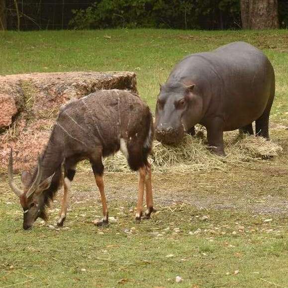 A serene scene of a hippopotamus and antelopes grazing in a grassy outdoor setting.