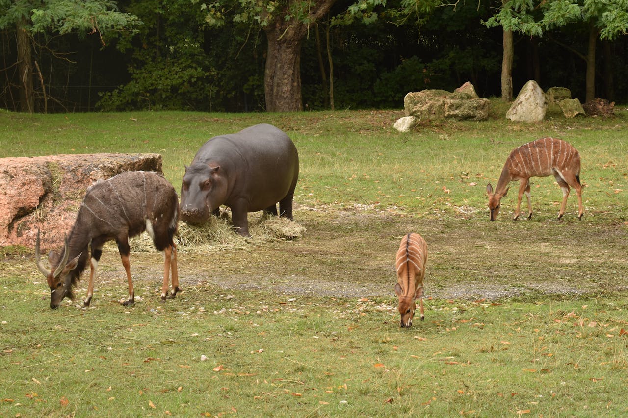 A serene scene of a hippopotamus and antelopes grazing in a grassy outdoor setting.